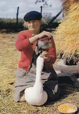 Carte postale 10x15cm postcard