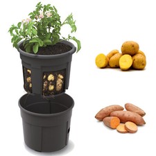 Pot de pommes de terre pot de