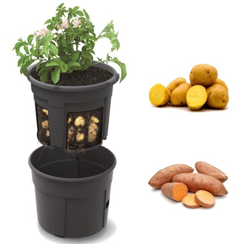 Pot pommes terre - de, de