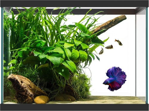 Gallon glass aquarium - 20,