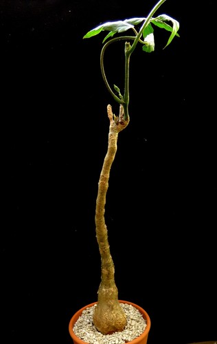 Cyphostemma laza euphorbia - cyphostemma,