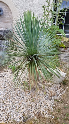 Yucca rostrata godet - yucca, /