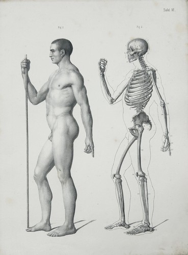 Lithographie anatomie - nu,