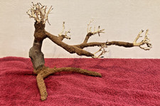racine mangrove araignée spider root 30x18 bonsai bois aquarium aquascaping  12
