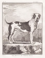 Dogue Allemand Chien Dogue