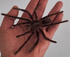 curiosité , taxidermie : Tarentule XXL Naturalisée
