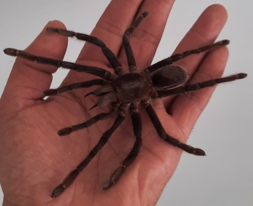 Curiosité taxidermie - ,,