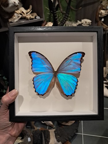 Papillon morpho didius sous - papillon,