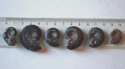 Lot ammonites du genre - du,