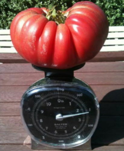 Tomate géante fruits - gÉante,