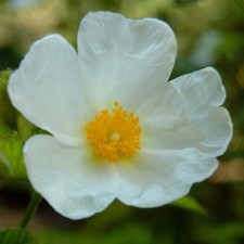 Cistus populifolius - Ciste