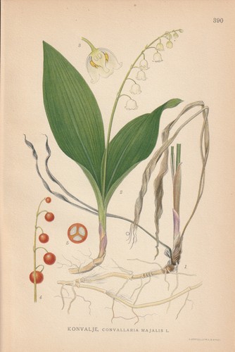 Muguet - , majalis)