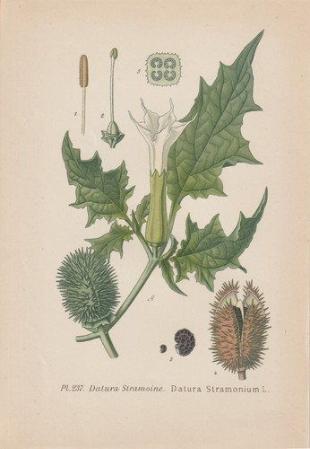 Datura - , (