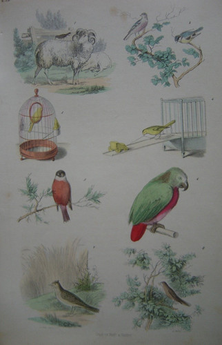 Gravure oiseaux chanteurs - oiseaux,