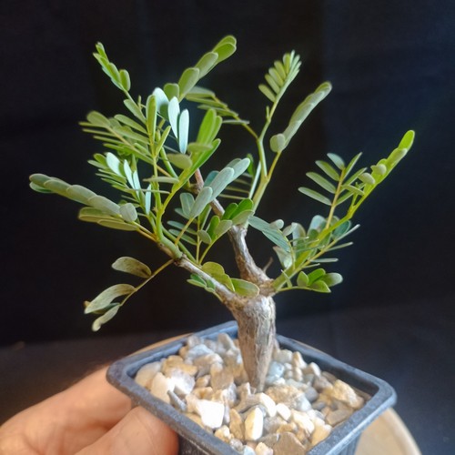 Senna meridionalis caudex - senna, meridionalis,