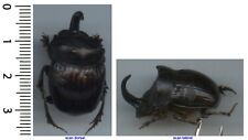 Scarabaeidae - COPRIS HISPANUS - Entomology. insect 1653E