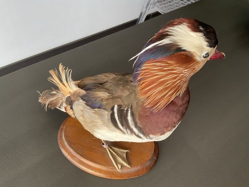 Canard mandarin naturalisé - mandarin,