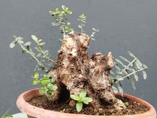 Bonsaï olivier 30 x 20 cm en