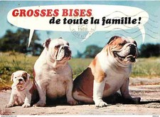 Animaux - Chiens - Shar Pei - CPM - Voir Scans Recto-Verso