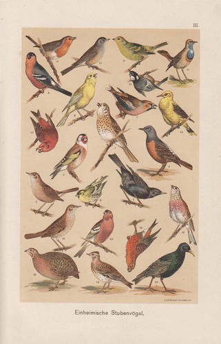 Oiseaux chanteurs pirol grive - chanteurs,