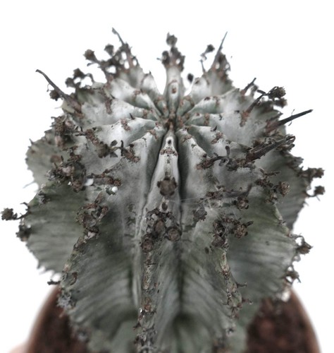 Euphorbia horrida snow - euphorbia,