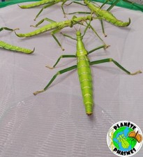 Diapherodes gigantea eggs x30