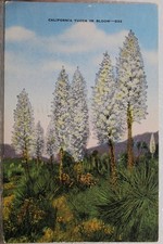 California CA Yucca in Bloom Postcard Old Vintage Card View Standard Souvenir PC