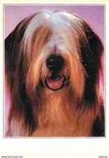 Animaux - Chiens - Bearded Collie - CPM - Voir Scans Recto-Verso