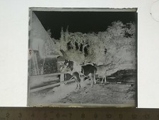 UA178 Negative Glass Plate BE circa 1900 Farm Drafthorses
