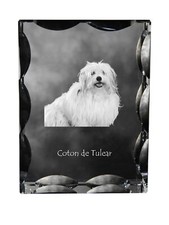 Coton De Tulear, Baumwollhund