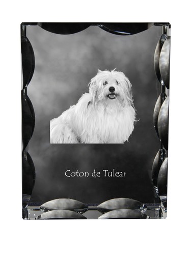 Coton tulear baumwollhund - tulear,,