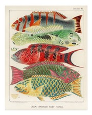 Affiche murale poisson