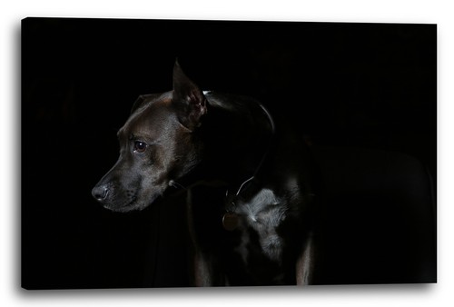 Toile cadres dog animal - toile/cadres,