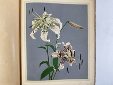Japanese Art Book “Some Japanese Flowers“ Ogawa Kazumasa Chromo Collotype