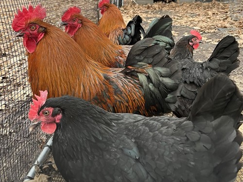 Dozen purebred french black - dozen,