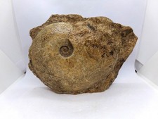 Une belle ammonite fossile sur