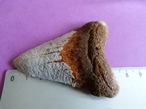 Dent fossile requin otodus - dent,
