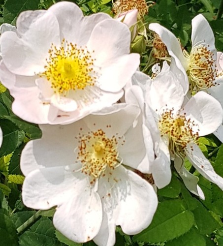 Rosa multiflora inermis - 'inermis', /