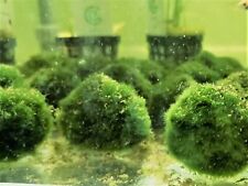 CLADOPHORA AEGAGROPHILA - BOULE DE MOUSSE - PLANTE AQUATIQUE - PLANTE AQUARIUM