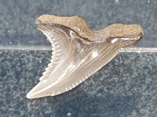 Shark tooth dent - -,