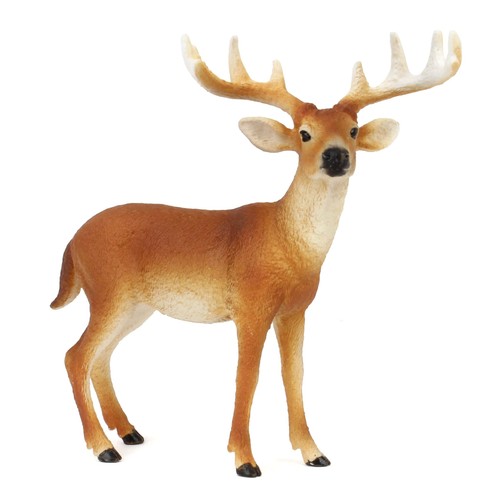 White tailed buck - buck, wild