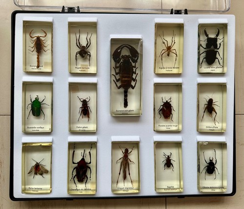 Coffret présentoir insectes - présentoir,