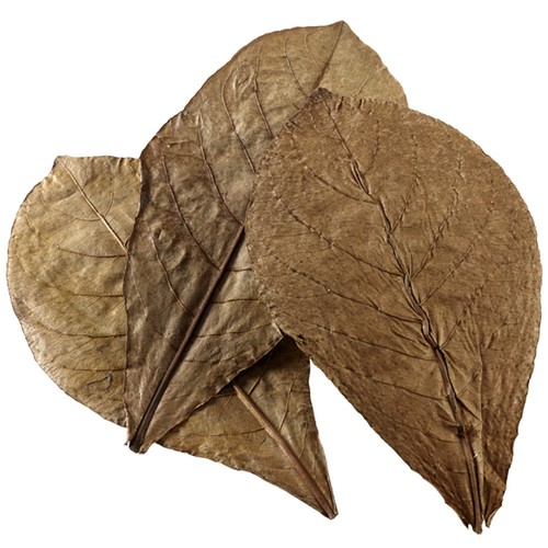 Nano feuilles badamier 12 - de,