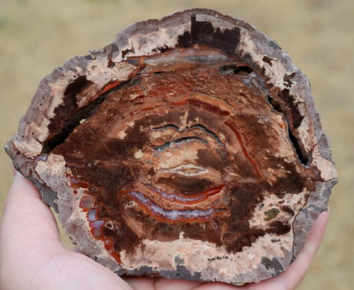 Agate quartz lithophyse - agate,