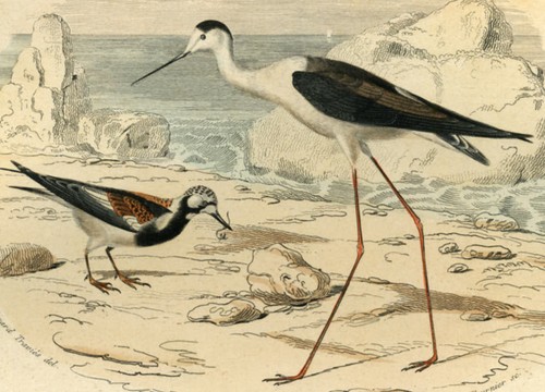 Tourne pierre echasse - tourne, le