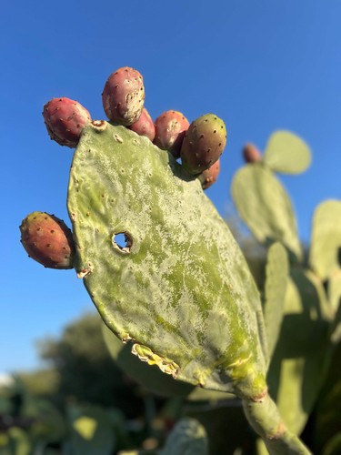 Opuntia ficus indica - opuntia, ficus-indica