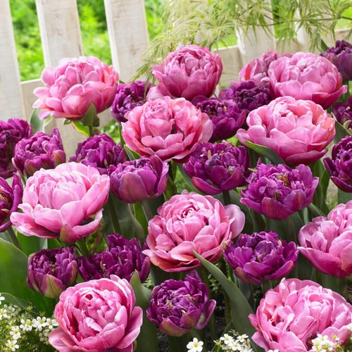 Tulipes bulbes rustique - bulbes,