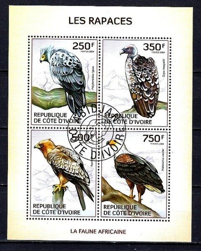 Animaux oiseaux rapaces côte - oiseaux,