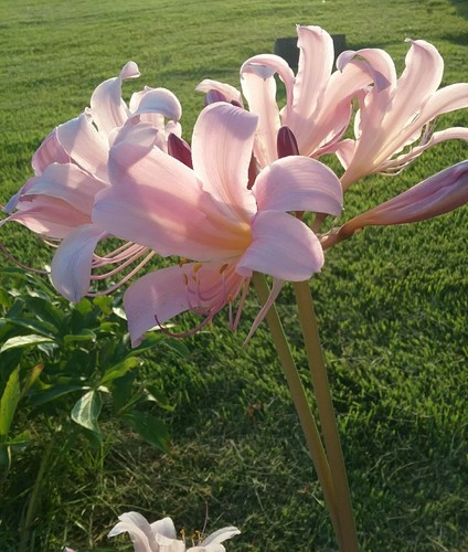 Bulbs lycoris squamigera - 10,