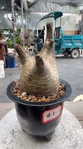 Pachypodium rosulatum var